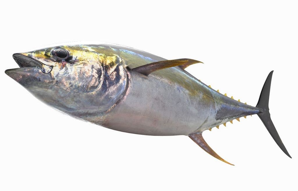 тунець риба