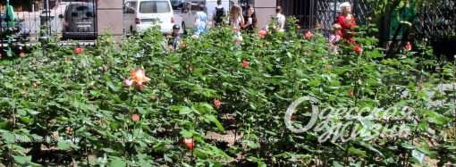 Первый день лета в Одессе: на улицах города царствуют розы  (фоторепортаж)