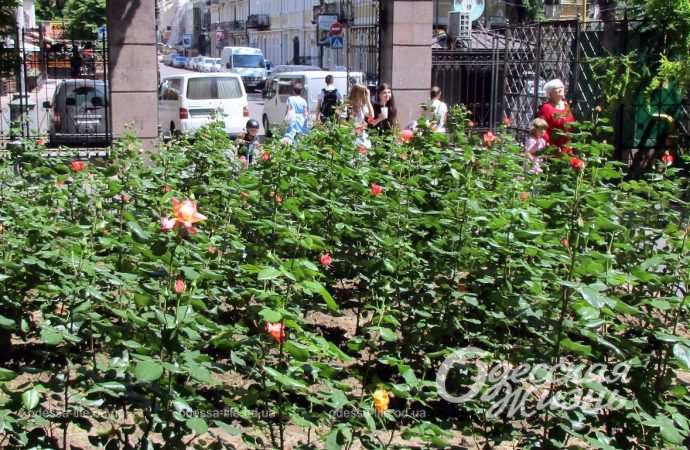 Перший день літа в Одесі: на вулицях міста панують троянди  (фоторепортаж)