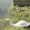 В одесском парке Победы – пернатое пополнение (фото)