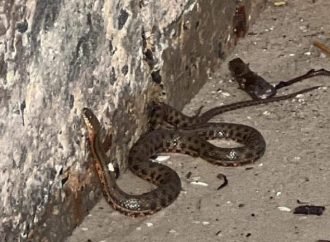 К одесским берегам море приносит херсонских змей – стоит ли их опасаться?