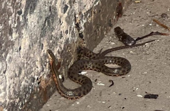 К одесским берегам море приносит херсонских змей – стоит ли их опасаться?