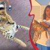 Дику тварину, яка переховувался на околицях Одеси, знайшли (фото, відео)