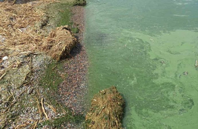 Черное море стало зеленым: безопасно ли оно? (фото)