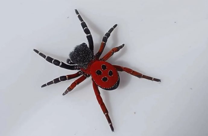 Небезпечного павука зустріли на Одещині