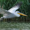 Как пеликан в Одесскую область летел: природа без границ