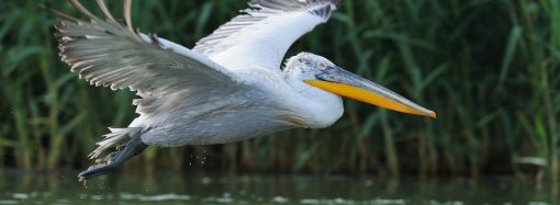 Как пеликан в Одесскую область летел: природа без границ