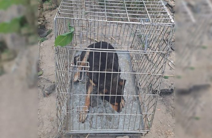 Одесские полицейские спасли домашних животных в Херсонской области (видео)