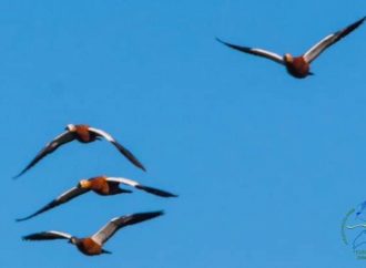 На Одещину переселилися рідкісні птахи з окупованої території, що занесені до Червоної книги