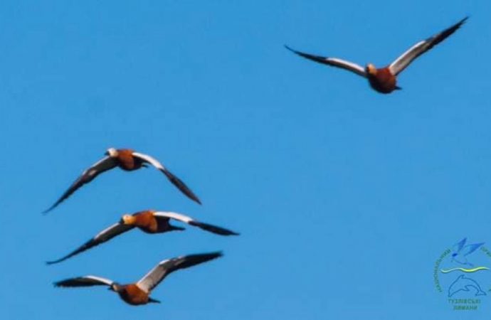 В Одесскую область переселились редкие птицы с оккупированной территории, занесенные в Красную книгу