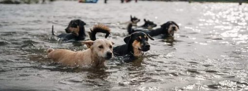 В поддержку эвакуированных животных из Херсонской области запустили флешмоб