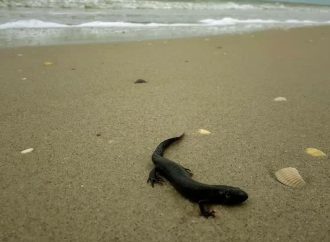 Краснокнижные тритоны погибают в Черном море: причины (фото)