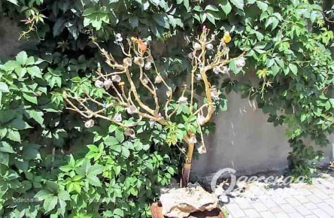 Одесский двор, растения