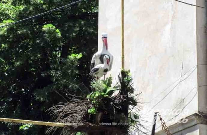 Одесский двор, аисты