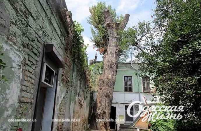 Исторический тополь на Торговой в Одессе