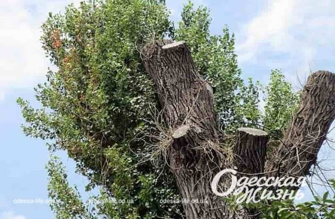 Одесский тополь на Торговой