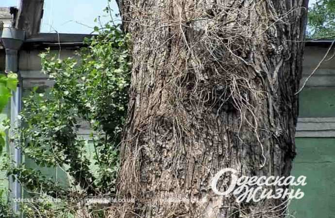 Исторический одесский тополь, ствол