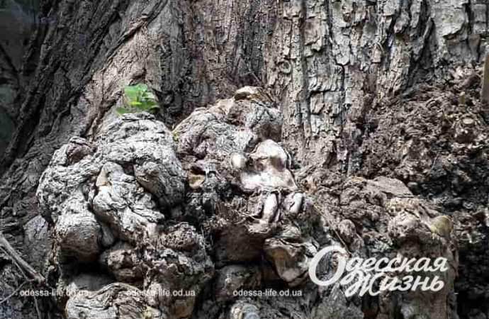 Одесский "пушкинский тополь"