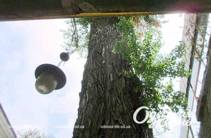 Тополь на Торговой в Одессе