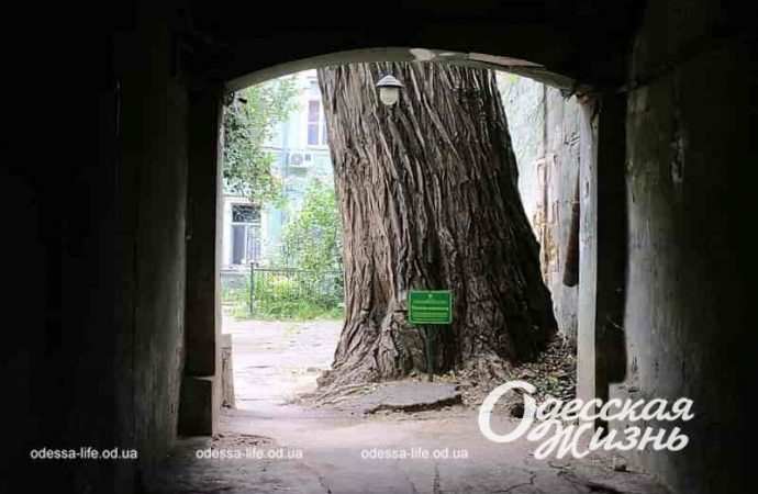 Пушкинский тополь на Торговой