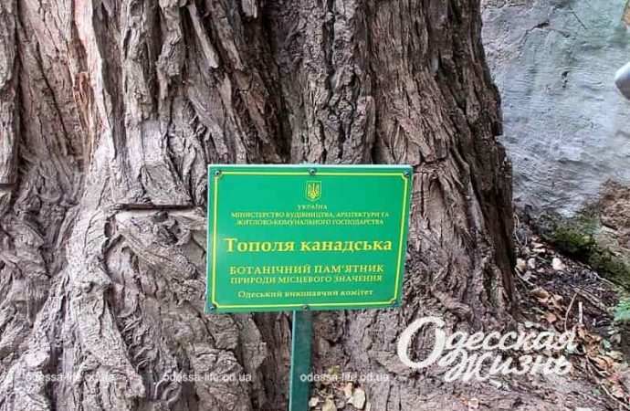 Канадский тополь в Одессе