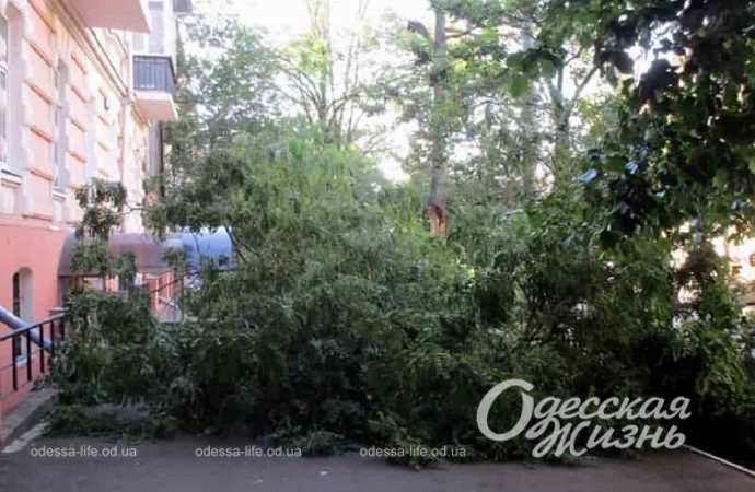 Деревопад в Одессе