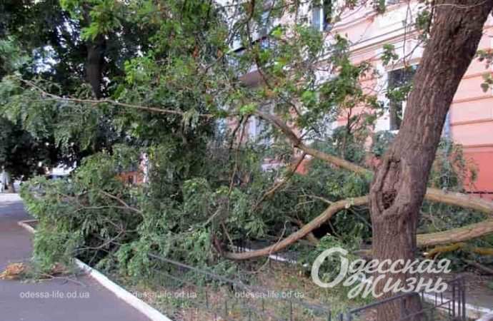на Елисаветинской в Одессе упала ветка акации
