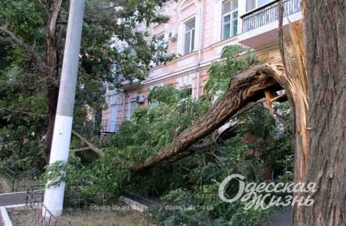 В Одессе ветер валит деревья и отрывает ветки