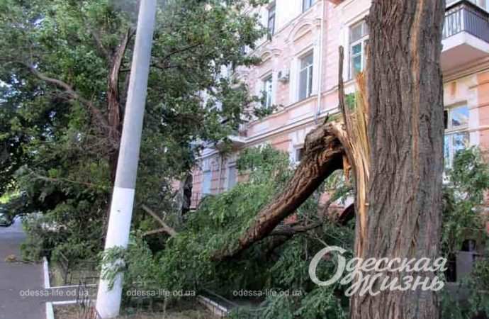 Деревопад в центре Одессы