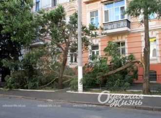У центрі Одеси стався деревопад у «кіношному дворі» (фоторепортаж)