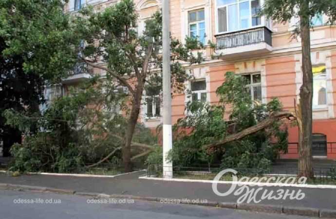 В центре Одессы случился деревопад в «киношном дворе» (фоторепортаж)