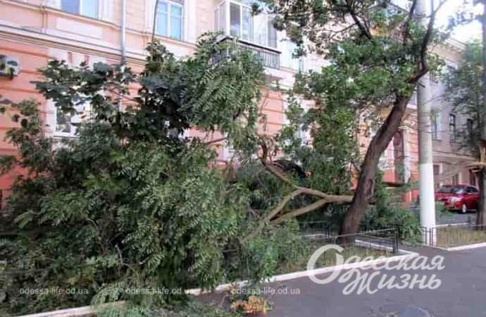 Ветка акации упала в одесском дворе