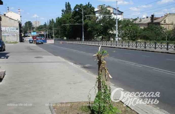 Одесский спуск Маринеско, сломанное деревце