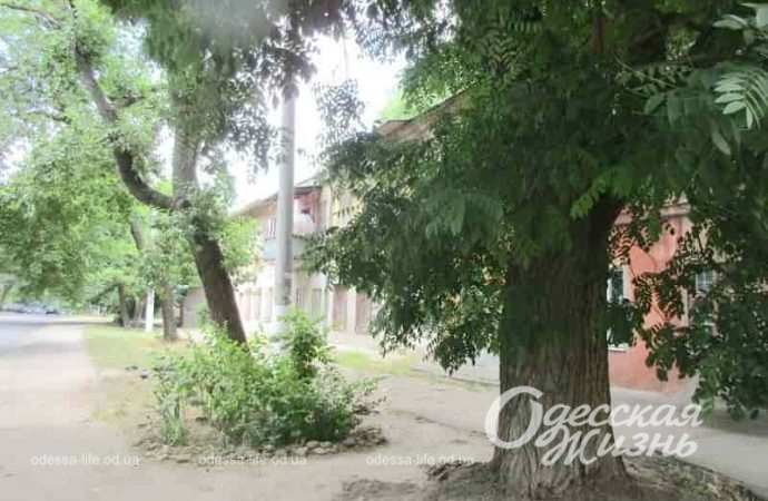 На улице Заньковецкой в Одессе, деревья