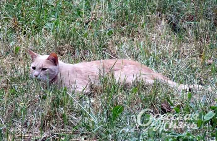 На улице Заньковецкой в Одессе, котик