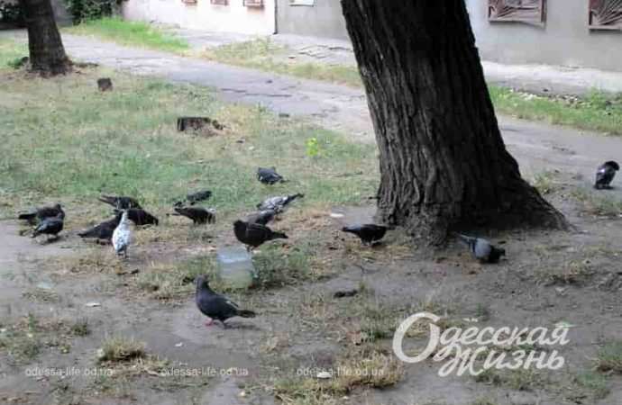 На улице Заньковецкой в Одессе, голуби
