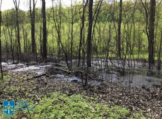 В Одесской области из-за халатности работника коммунального предприятия погибла часть леса