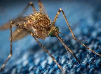 Кого комары кусают чаще и как этого избежать?