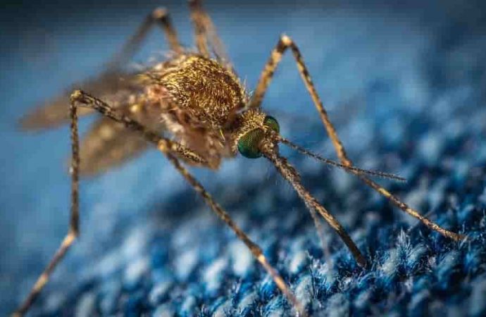 Кого комарі кусають частіше і як цього уникнути?