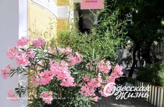 Министерство чебуреков в Одессе