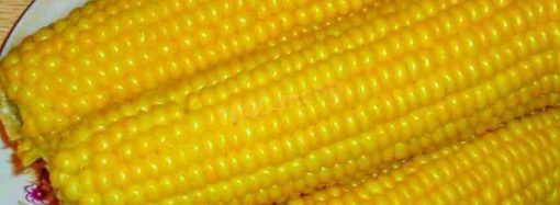 Почему полезно есть кукурузу