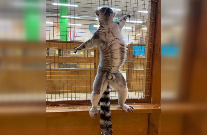 Макки Пакки