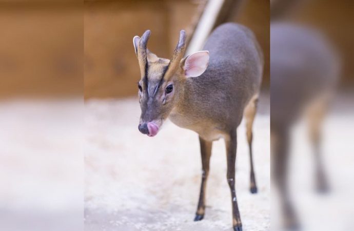 Макки Пакки