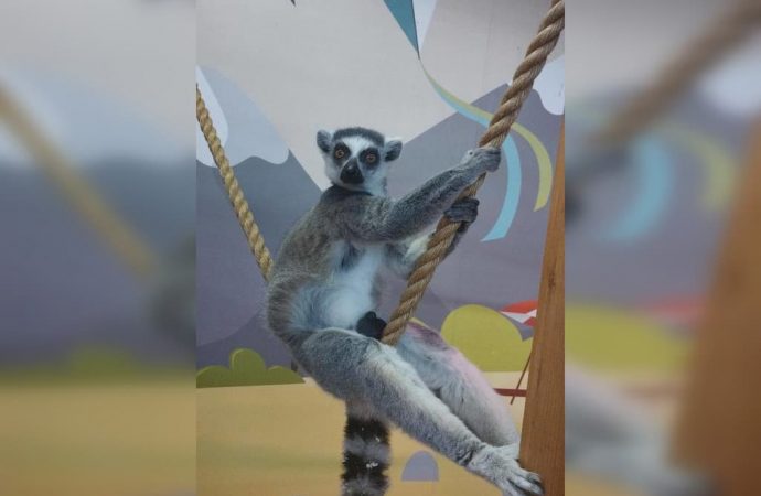 Макки Пакки