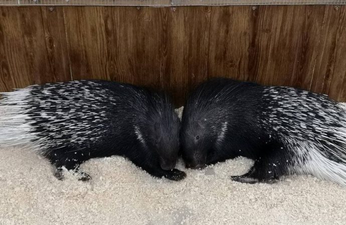 Макки Пакки