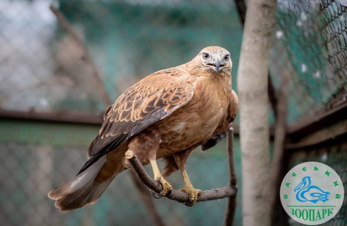 Одесский зоопарк