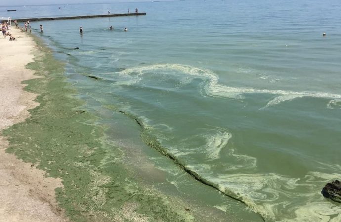 Ядовитые вещества в Черном море: морские жители обречены на вымирание