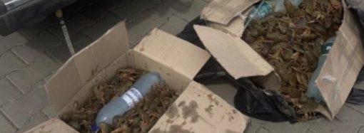 У жителя Одесщины изъяли несколько десятков кг раков: что произошло?
