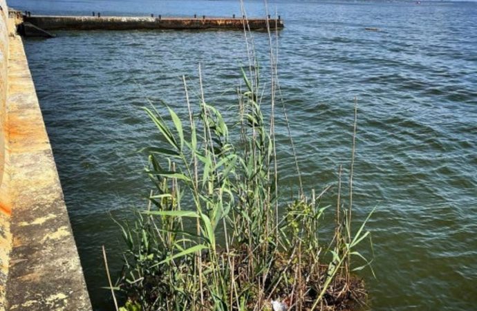 Вода у берегов Одессы: есть ли перемены к лучшему?