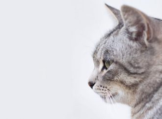 Почему кошки двигают ушами независимо друг от друга